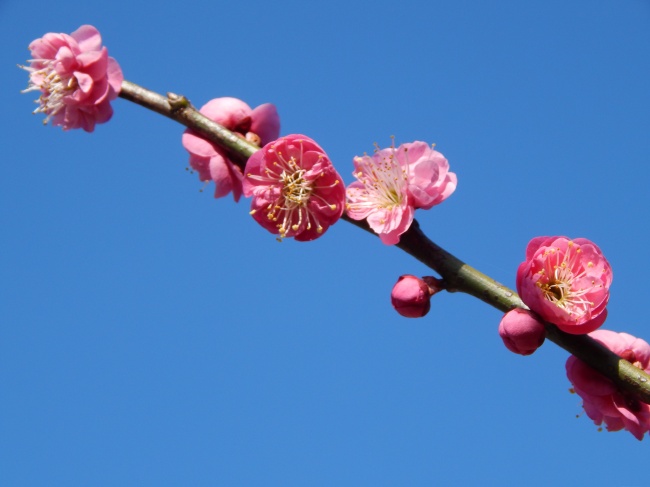 楼上扔苹果砸中楼下3月大女婴抢救至今未醒